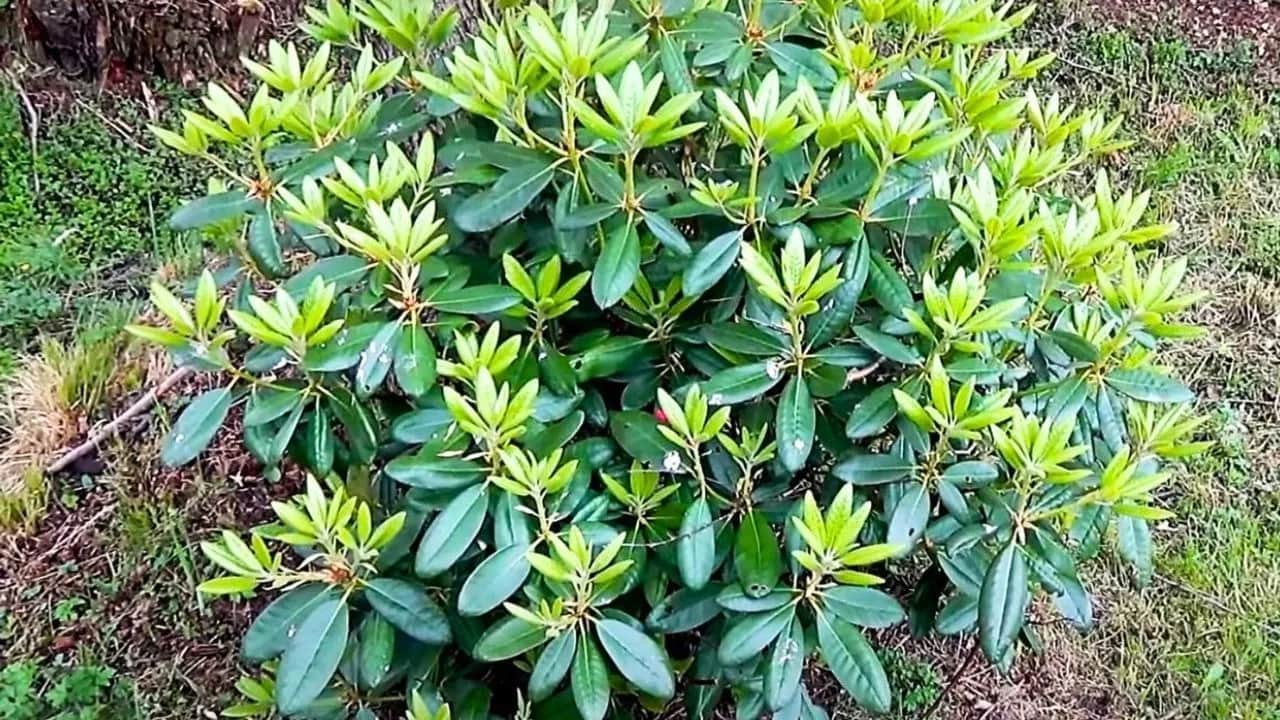 Dlaczego rododendron nie kwitnie? Odkryj przyczyny i rozwiązania