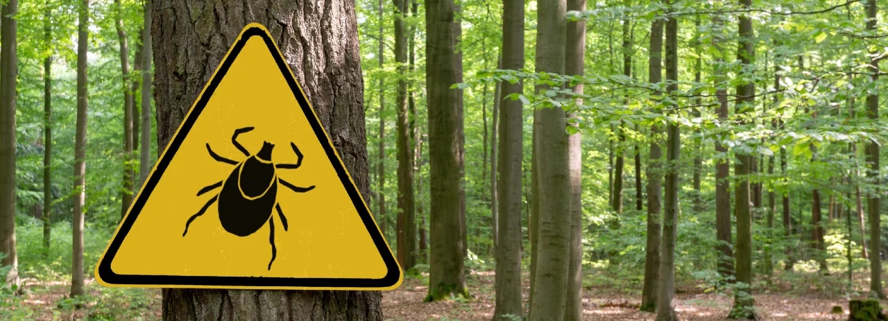 Kleszcz wbity w skórę: czy naprawdę trzeba jechać na pogotowie?