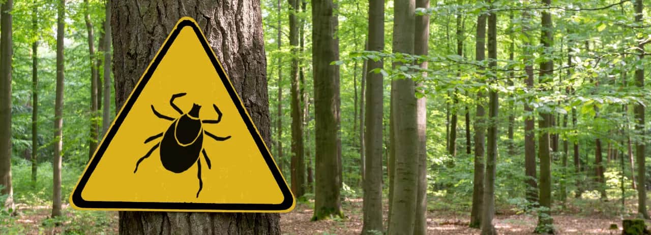 Kleszcz wbity w skórę: czy naprawdę trzeba jechać na pogotowie?