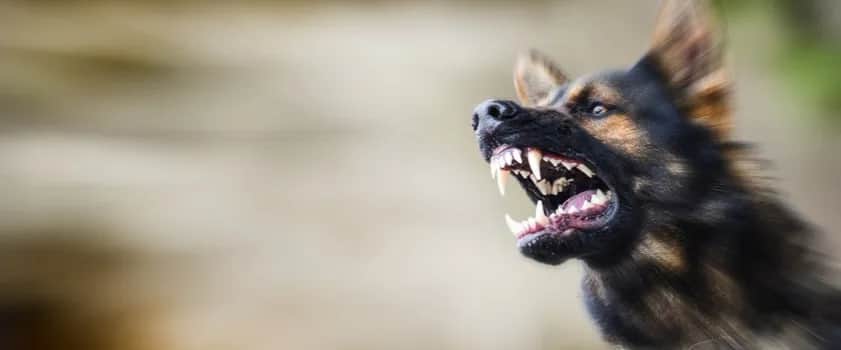 Czy jest lek na wściekliznę? Prawda o leczeniu i zapobieganiu