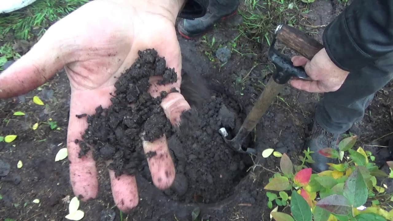 Jak sadzić borówkę amerykańską - uniknij najczęstszych błędów